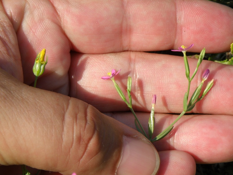 Centaurium pulchellum / Centauro elegante