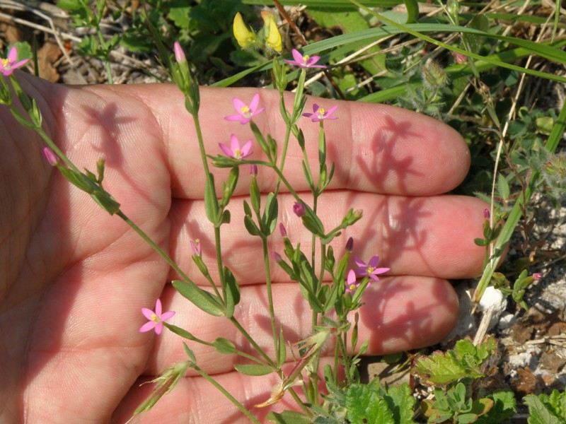 Centaurium pulchellum / Centauro elegante