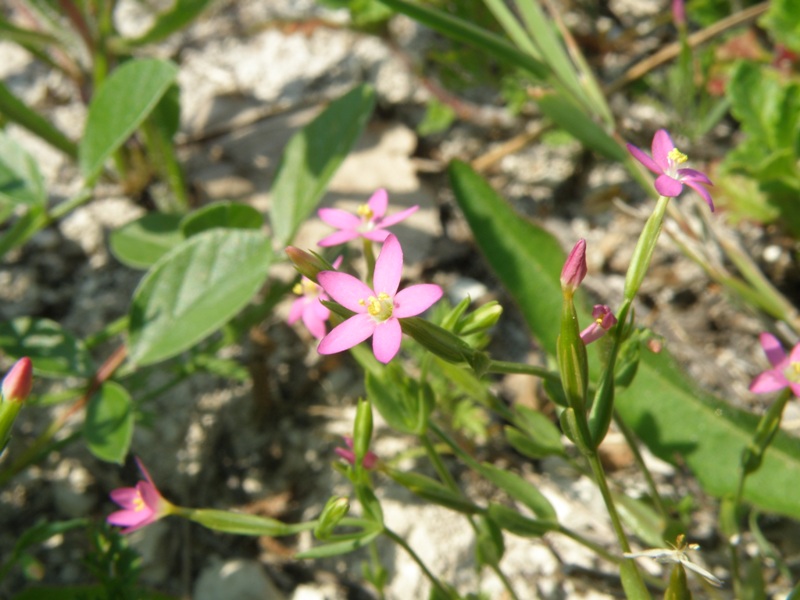 Centaurium pulchellum / Centauro elegante