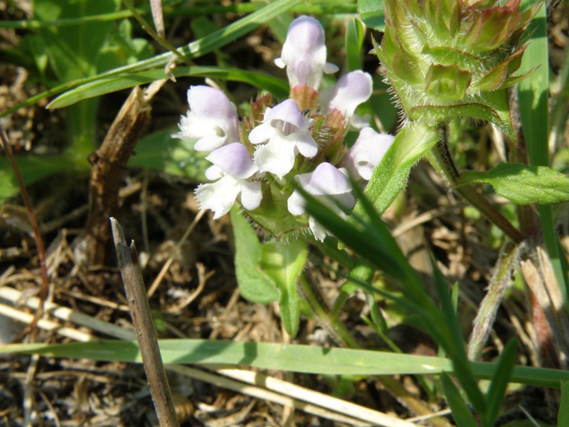 Prunella vulgaris