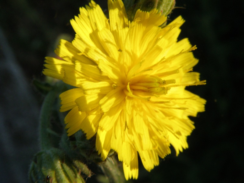 Picris hieracioides e Reichardia picroides