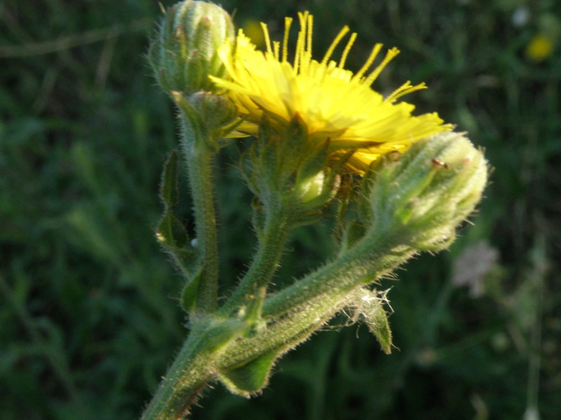 Picris hieracioides e Reichardia picroides