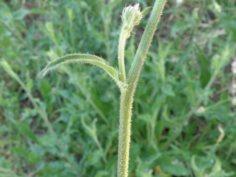 Picris hieracioides e Reichardia picroides