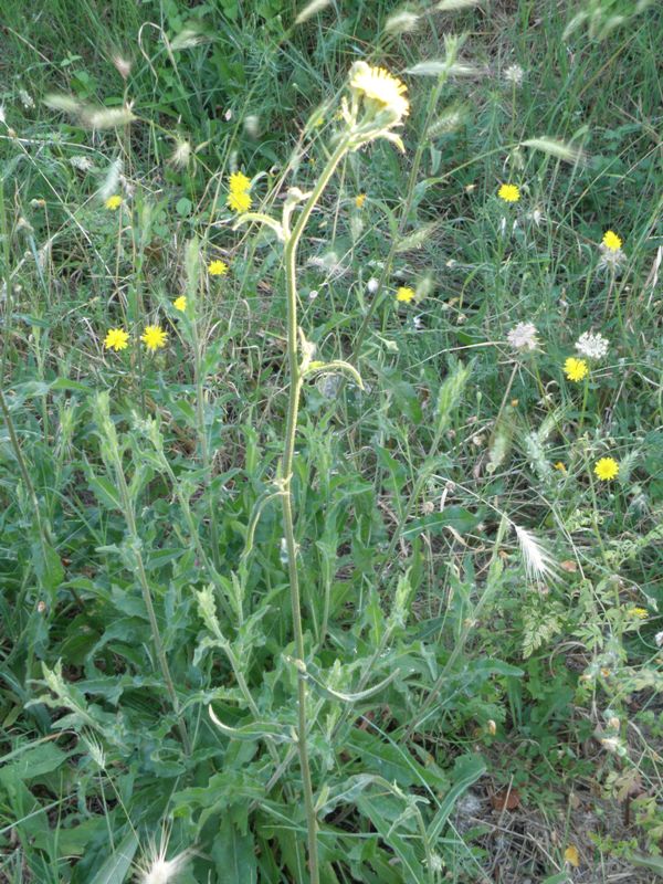 Picris hieracioides e Reichardia picroides