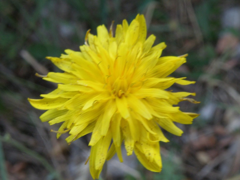 Picris hieracioides e Reichardia picroides