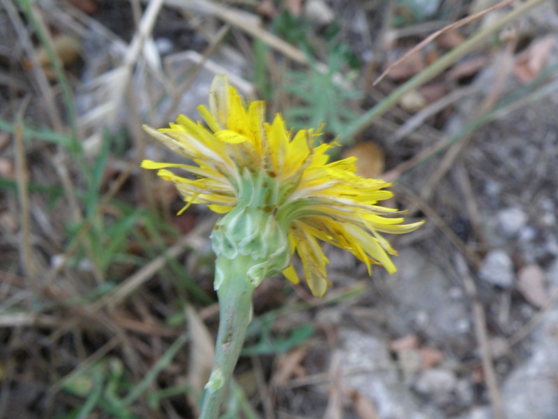 Picris hieracioides e Reichardia picroides