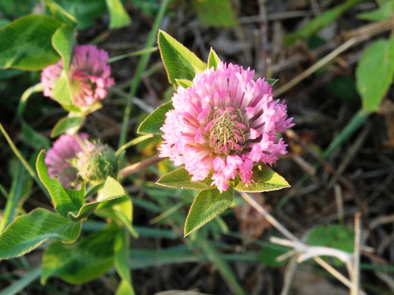 Trifolium pratense