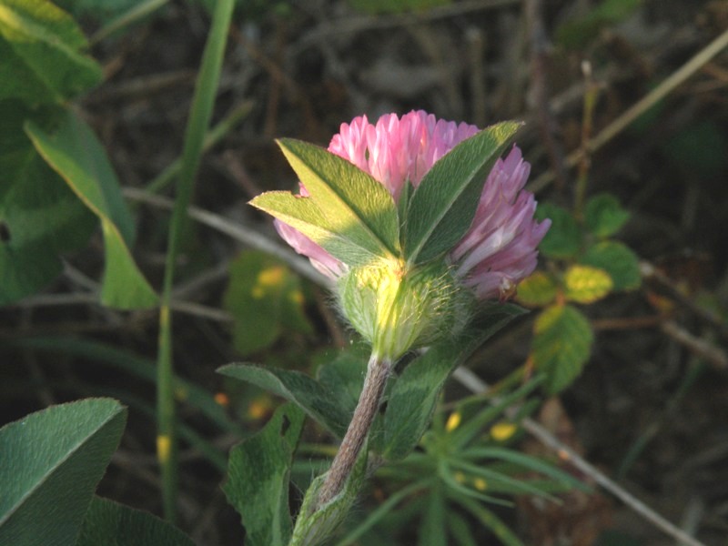 Trifolium pratense