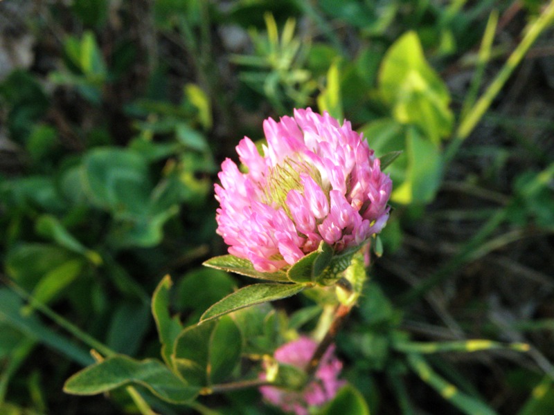 Trifolium pratense