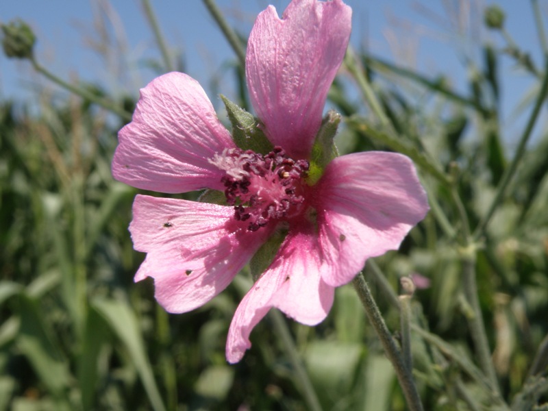 Althaea cannabina / Altea canapina