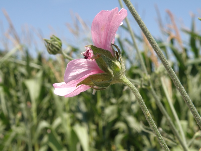 Althaea cannabina / Altea canapina