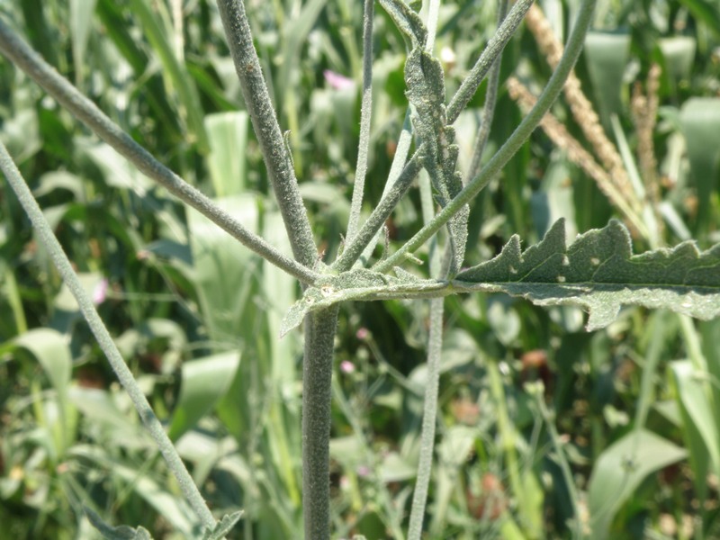 Althaea cannabina / Altea canapina