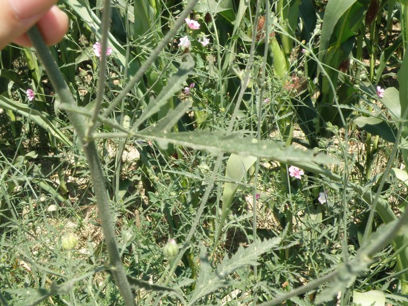 Althaea cannabina / Altea canapina