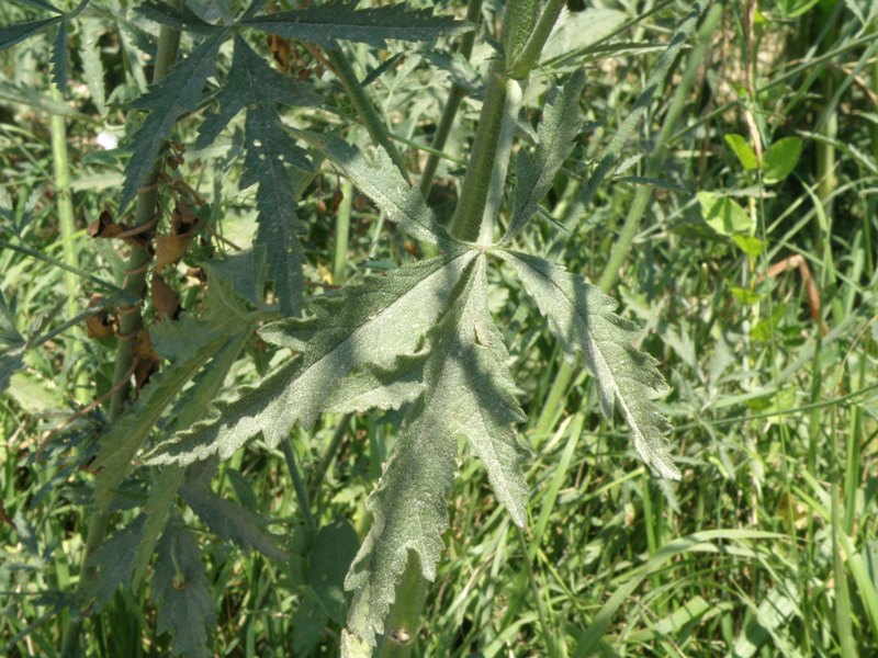 Althaea cannabina / Altea canapina