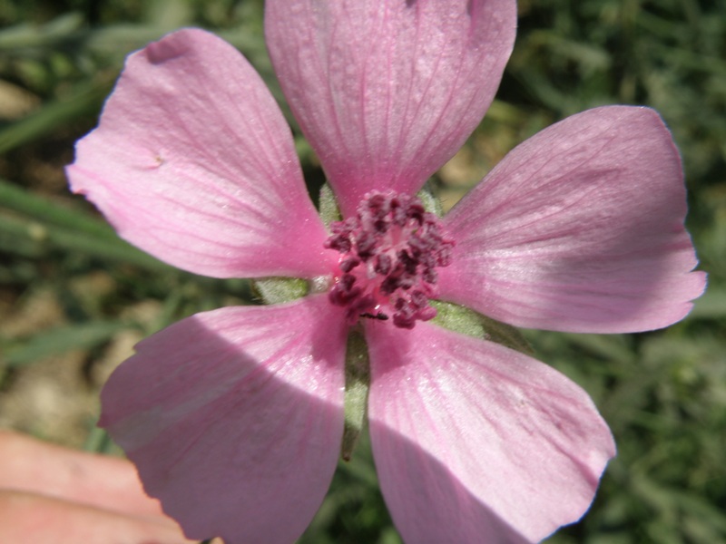 Althaea cannabina / Altea canapina