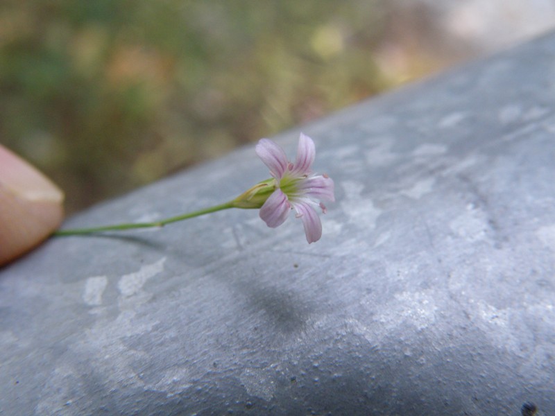 Petrorhagia saxifraga