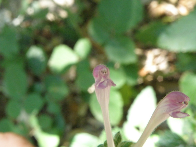 fumaria ? no, Scutellaria sp.