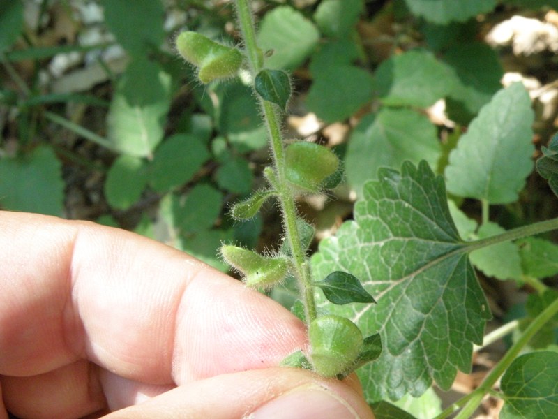 fumaria ? no, Scutellaria sp.