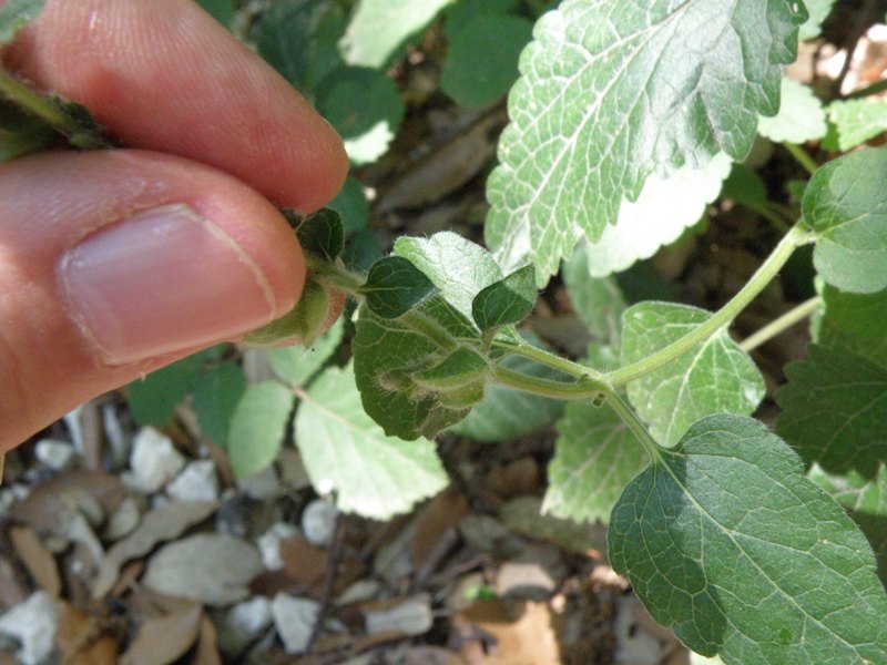 fumaria ? no, Scutellaria sp.