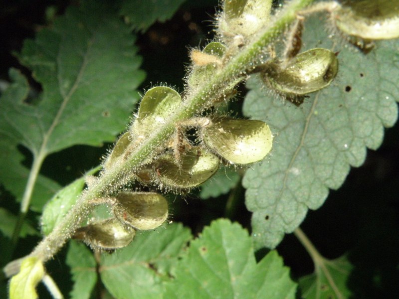 fumaria ? no, Scutellaria sp.