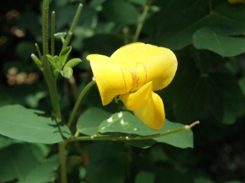 Cotulea arborescens