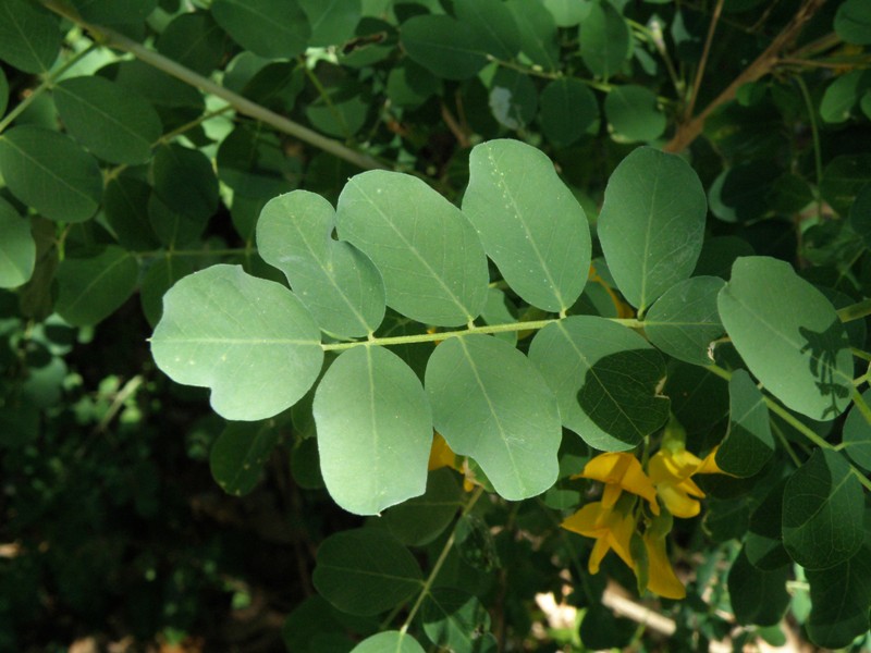 Cotulea arborescens