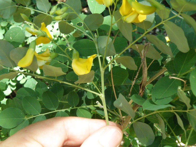 Cotulea arborescens