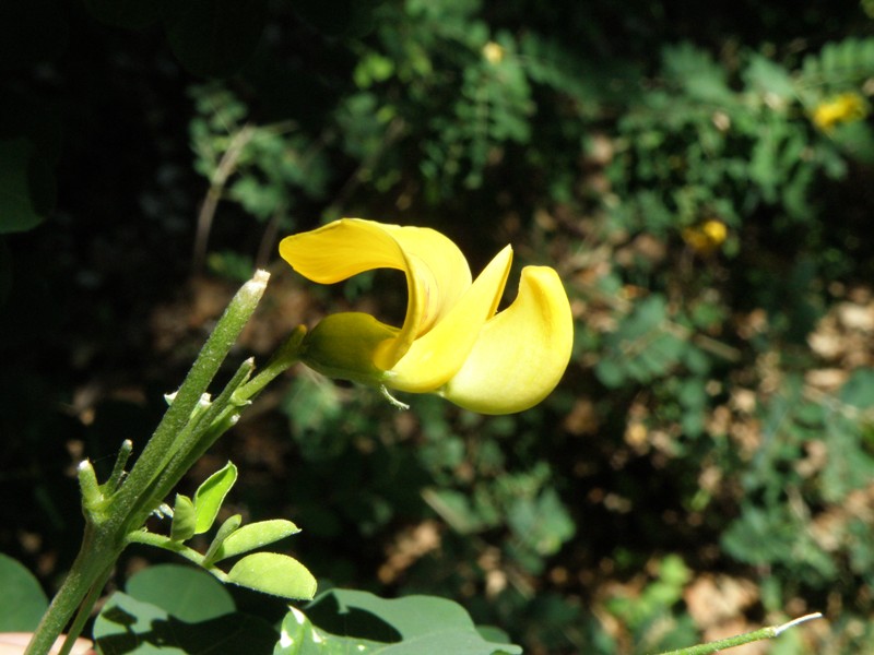 Cotulea arborescens