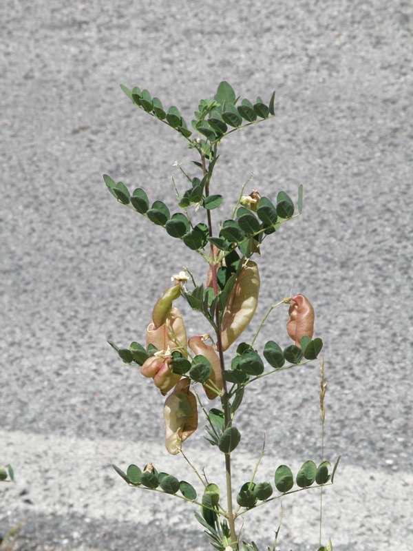 Cotulea arborescens