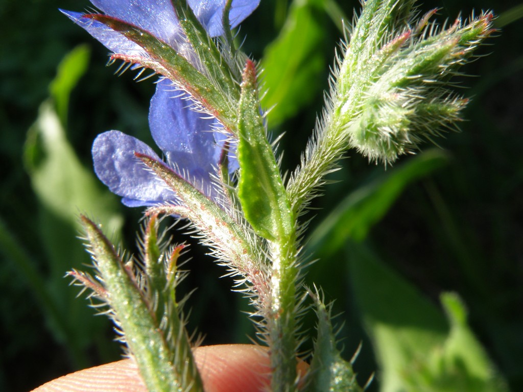 Anchusa azurea (=italica) / Buglossa azzurra