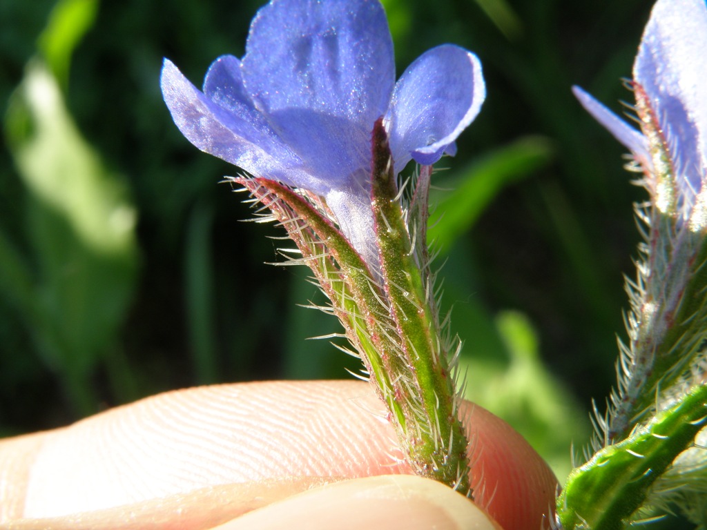 Anchusa azurea (=italica) / Buglossa azzurra