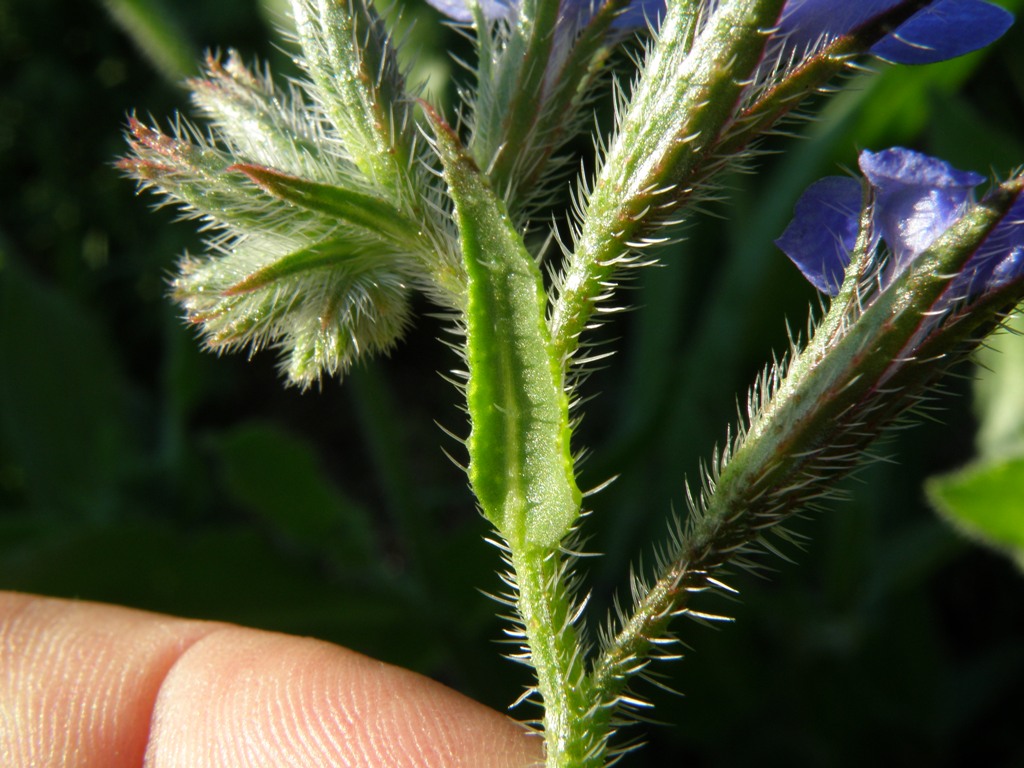 Anchusa azurea (=italica) / Buglossa azzurra