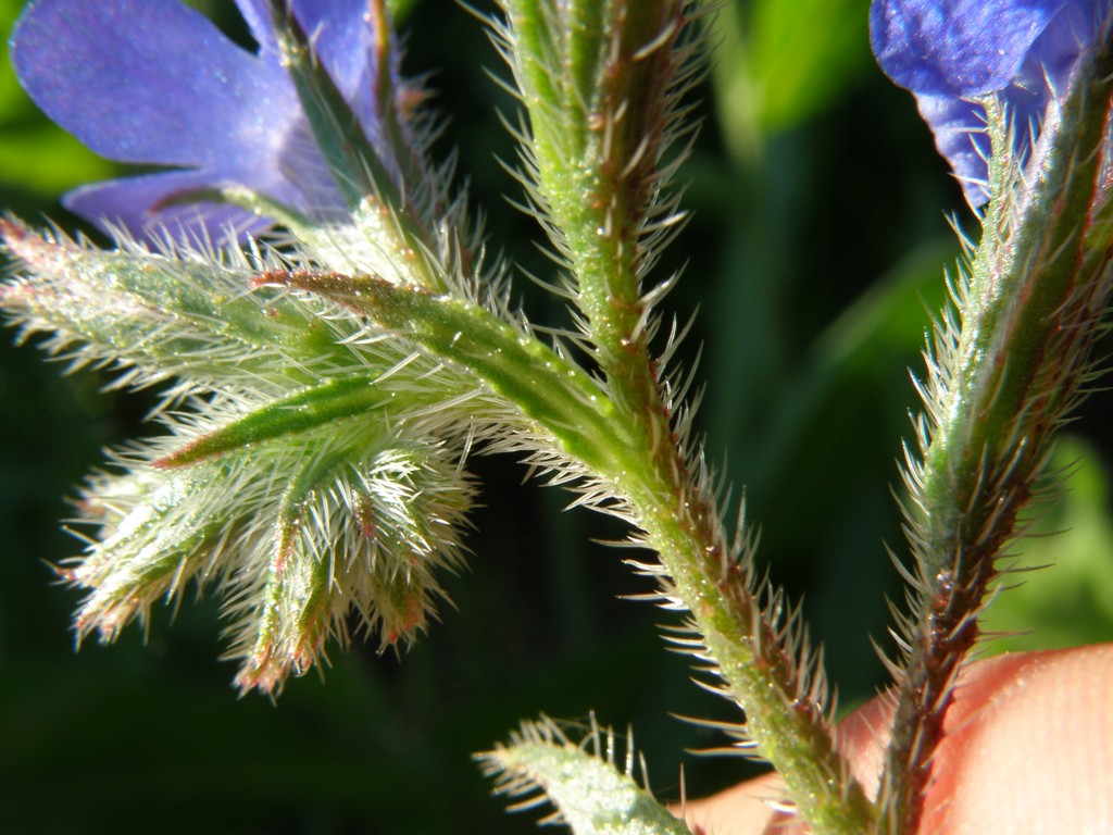 Anchusa azurea (=italica) / Buglossa azzurra