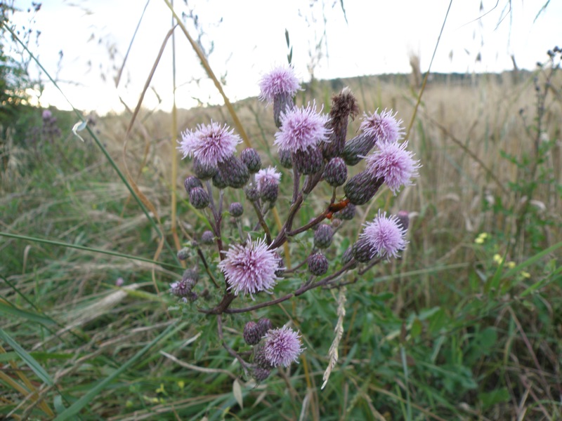 Cirsium arvense