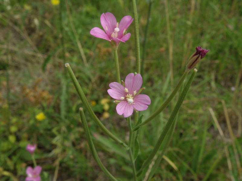 Epilobium sp.