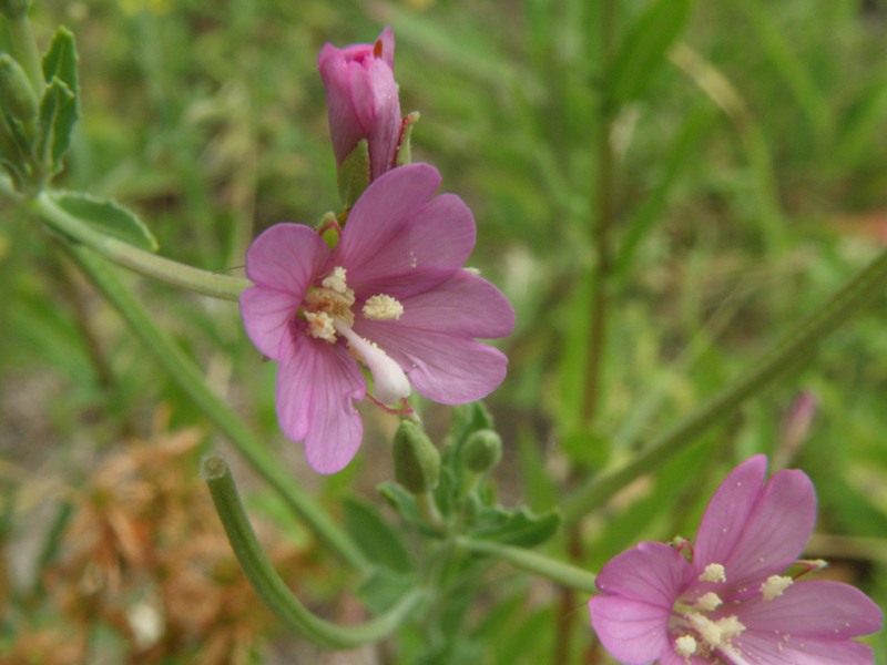 Epilobium sp.