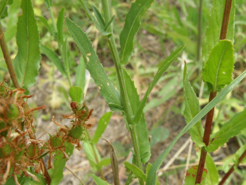 Epilobium sp.