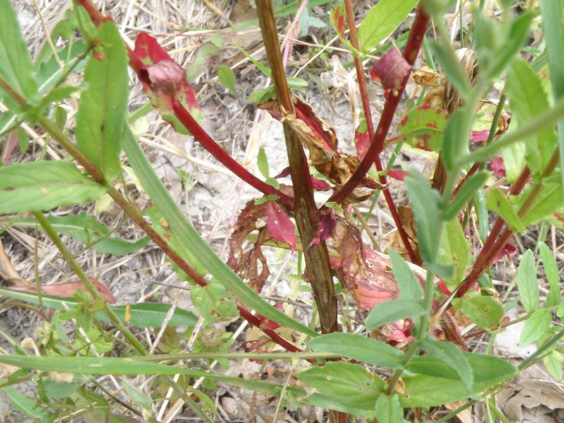 Epilobium sp.