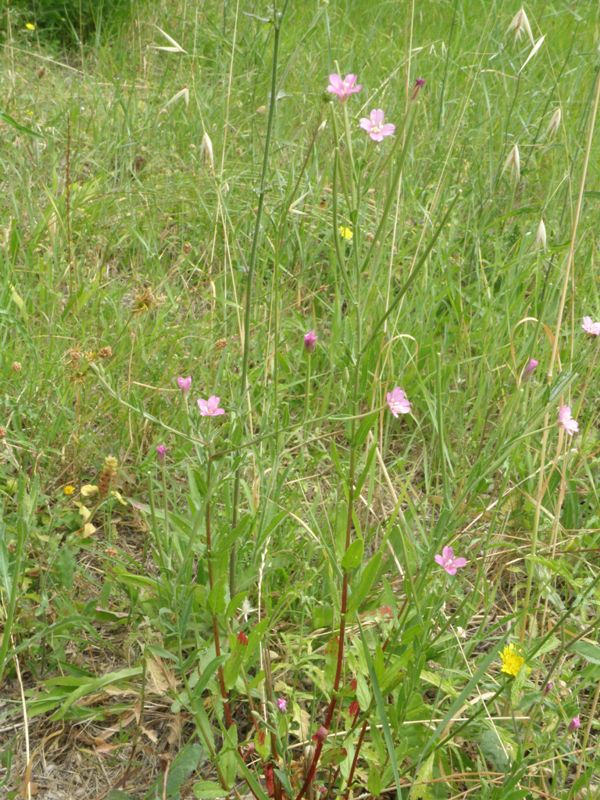 Epilobium sp.