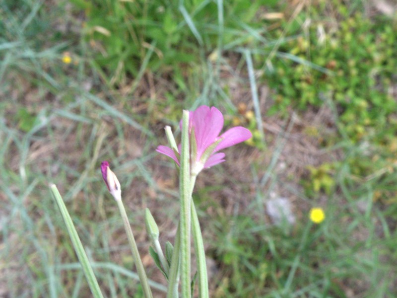 Epilobium sp.