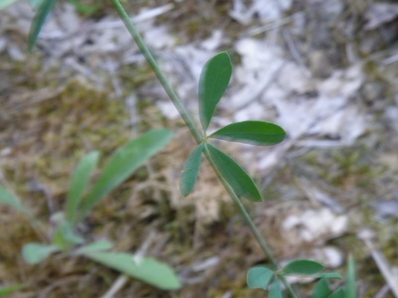Lotus herbaceus (=Dorycnium herbaceum) / Trifoglino erbaceo