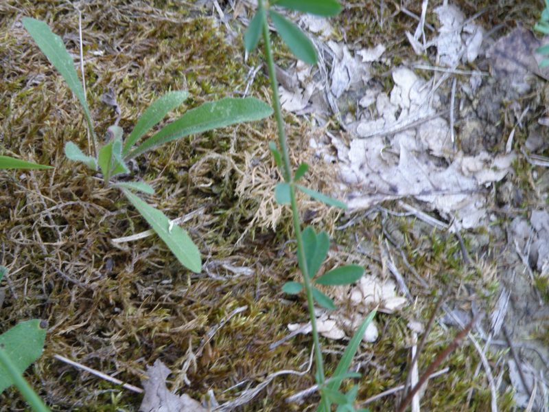 Lotus herbaceus (=Dorycnium herbaceum) / Trifoglino erbaceo