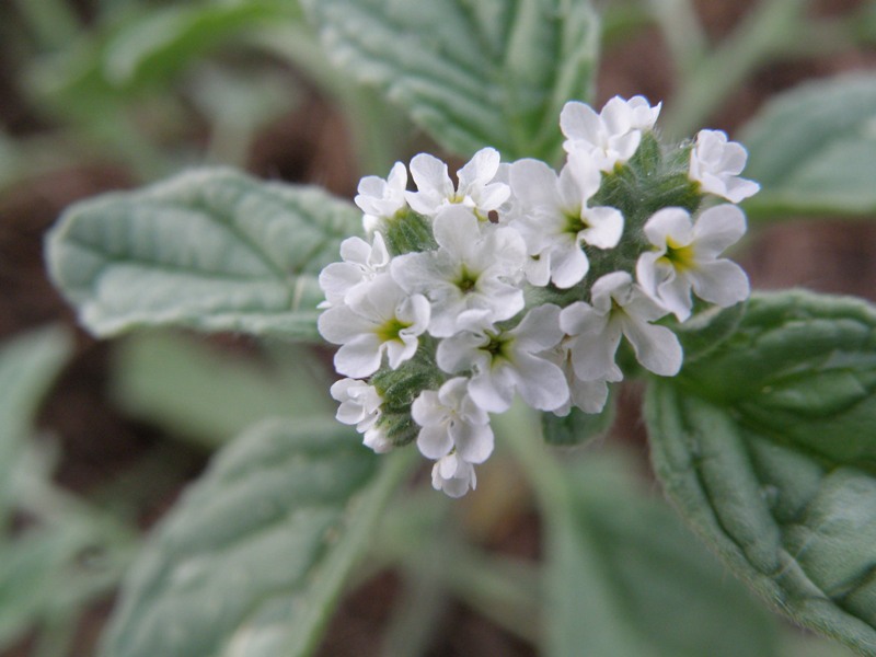 Heliotropium europaeum / Eliotropio selvatico