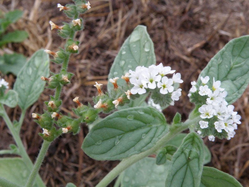 Heliotropium europaeum / Eliotropio selvatico