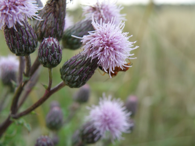 Cirsium arvense