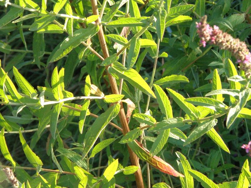 Lythrum salicaria /  Salcerella comune