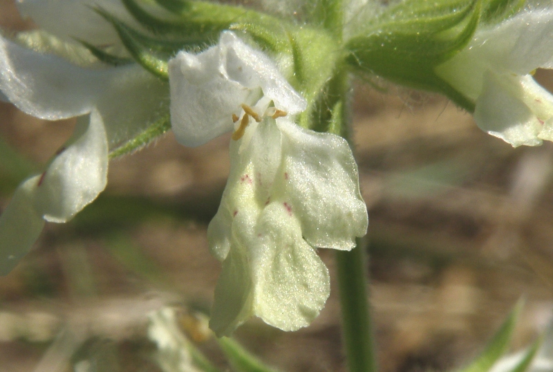 Stachys annua o Stachys recta...?