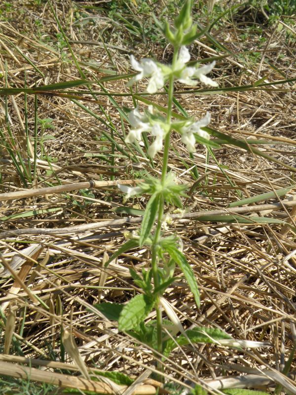 Stachys annua o Stachys recta...?