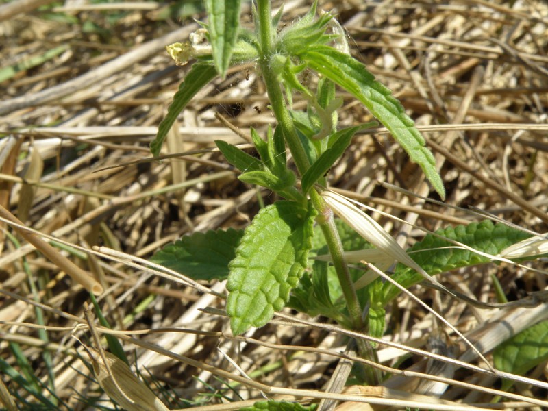 Stachys annua o Stachys recta...?