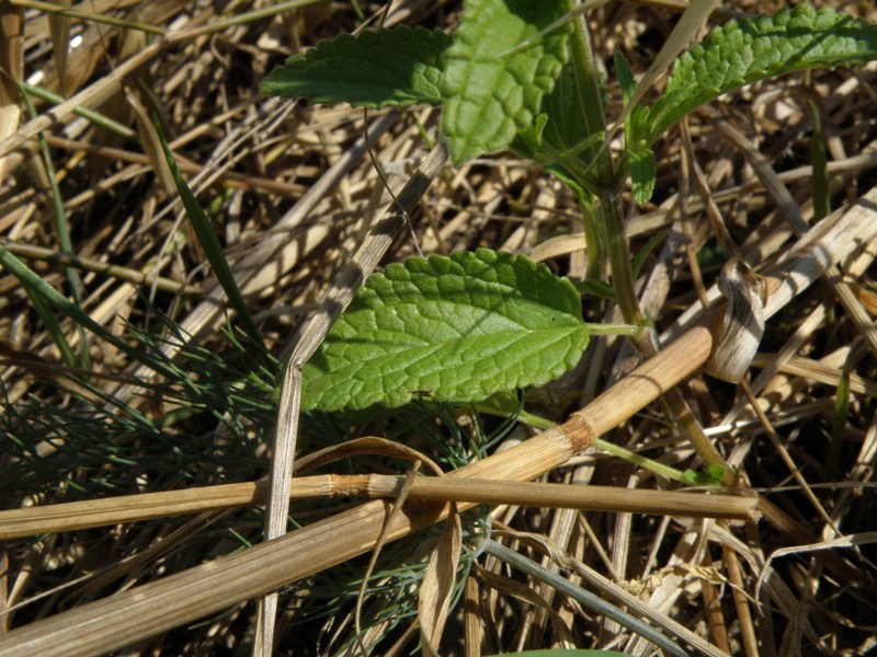 Stachys annua o Stachys recta...?